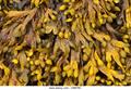 black tang, rockweed, bladder fucus, sea oak, black tany, cut weed, dyers fucus, red fucus, rock wra